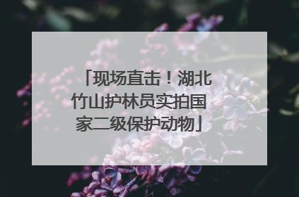 现场直击！湖北竹山护林员实拍国家二级保护动物