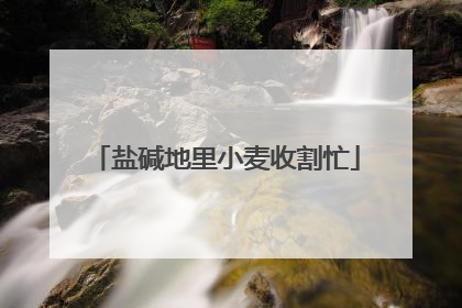 盐碱地里小麦收割忙