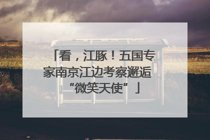 看，江豚！五国专家南京江边考察邂逅“微笑天使”