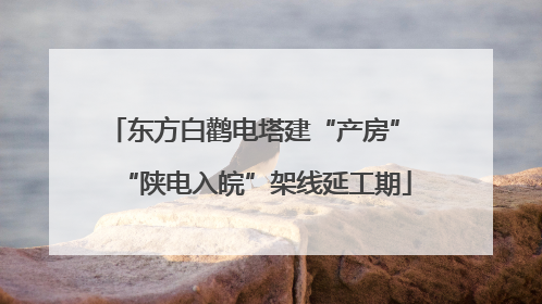 东方白鹳电塔建“产房” “陕电入皖”架线延工期