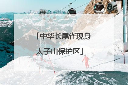 中华长尾雀现身太子山保护区