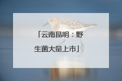 云南昆明：野生菌大量上市