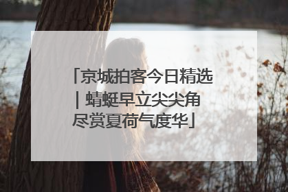 京城拍客今日精选｜蜻蜓早立尖尖角 尽赏夏荷气度华