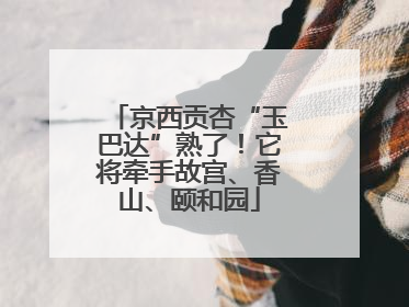 京西贡杏“玉巴达”熟了！它将牵手故宫、香山、颐和园