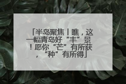 半岛聚焦丨瞧，这一幅青岛好“丰”景！愿你“芒”有所获，“种”有所得