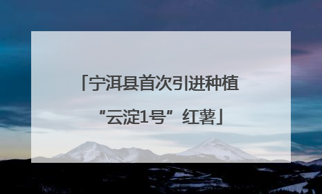 宁洱县首次引进种植“云淀1号”红薯