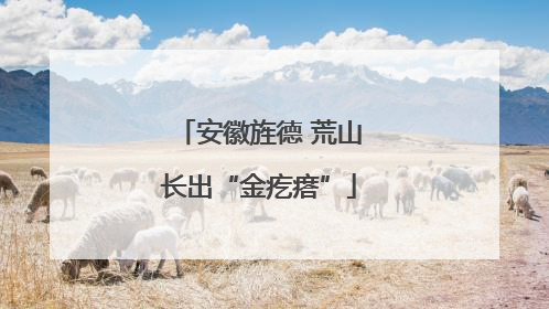 安徽旌德 荒山长出“金疙瘩”