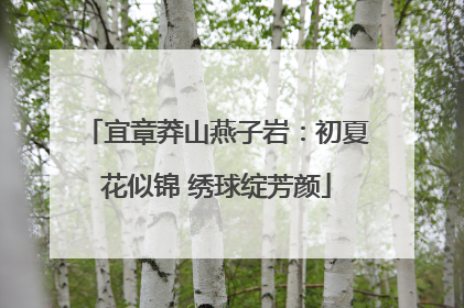 宜章莽山燕子岩：初夏花似锦 绣球绽芳颜