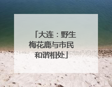 大连：野生梅花鹿与市民和谐相处