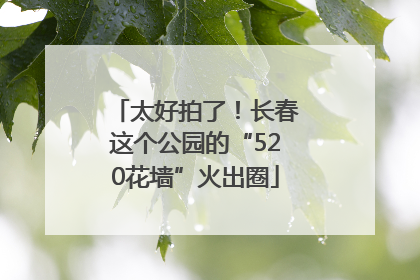 太好拍了！长春这个公园的“520花墙”火出圈