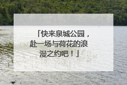 快来泉城公园，赴一场与荷花的浪漫之约吧！