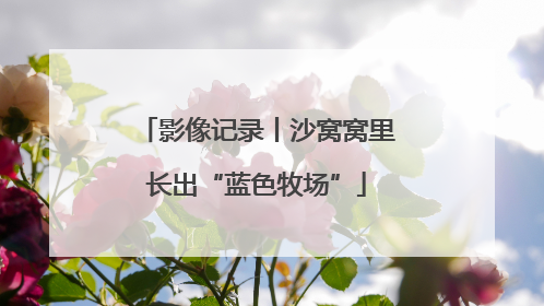 影像记录丨沙窝窝里长出“蓝色牧场”