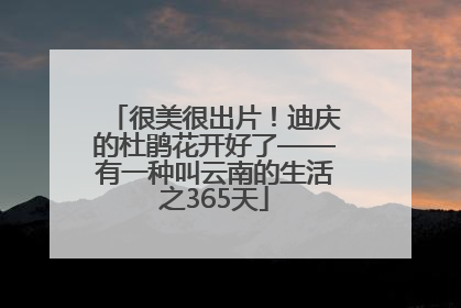 很美很出片！迪庆的杜鹃花开好了——有一种叫云南的生活之365天
