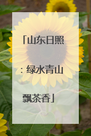 山东日照：绿水青山飘茶香