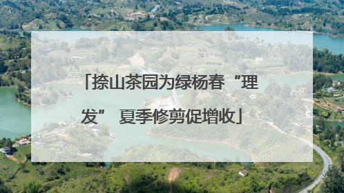 捺山茶园为绿杨春“理发” 夏季修剪促增收