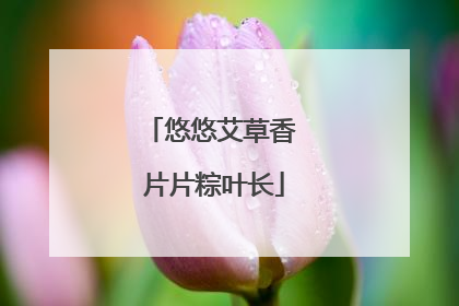 悠悠艾草香 片片粽叶长