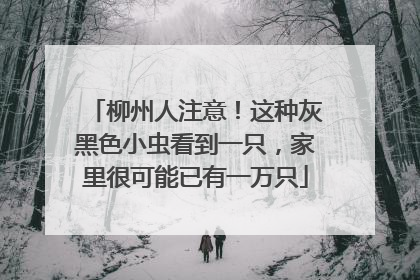 柳州人注意！这种灰黑色小虫看到一只，家里很可能已有一万只