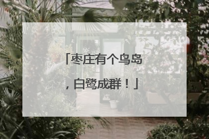 枣庄有个鸟岛，白鹭成群！