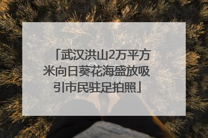 武汉洪山2万平方米向日葵花海盛放吸引市民驻足拍照