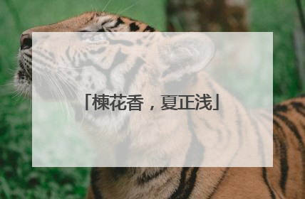楝花香，夏正浅