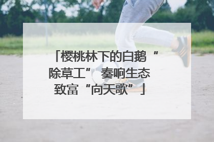 樱桃林下的白鹅“除草工” 奏响生态致富“向天歌”
