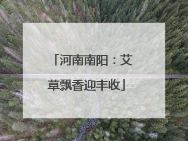 河南南阳：艾草飘香迎丰收