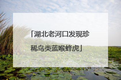 湖北老河口发现珍稀鸟类蓝喉蜂虎