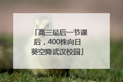 高三最后一节课后，400株向日葵空降武汉校园