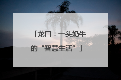 龙口：一头奶牛的“智慧生活”