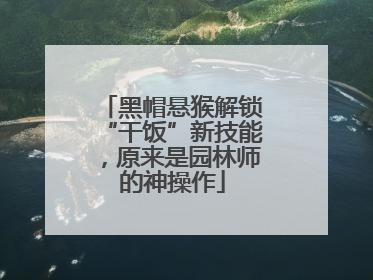 黑帽悬猴解锁“干饭”新技能，原来是园林师的神操作