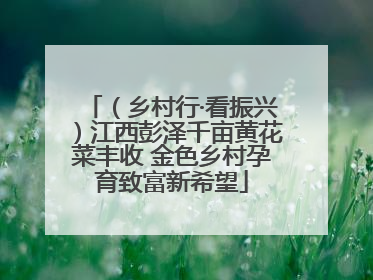 （乡村行·看振兴）江西彭泽千亩黄花菜丰收 金色乡村孕育致富新希望