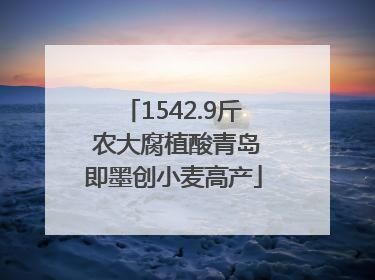 1542.9斤 农大腐植酸青岛即墨创小麦高产