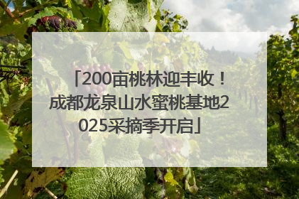200亩桃林迎丰收！成都龙泉山水蜜桃基地2025采摘季开启
