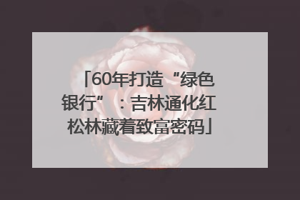 60年打造“绿色银行”：吉林通化红松林藏着致富密码